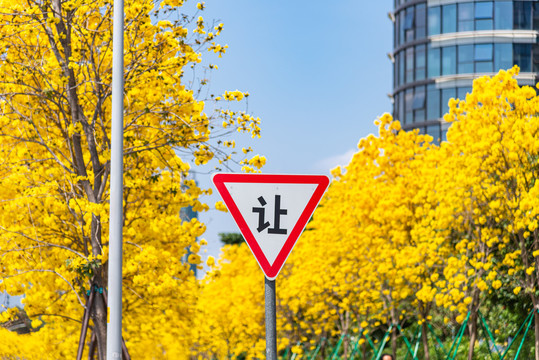 道路中的黄花风铃森花海