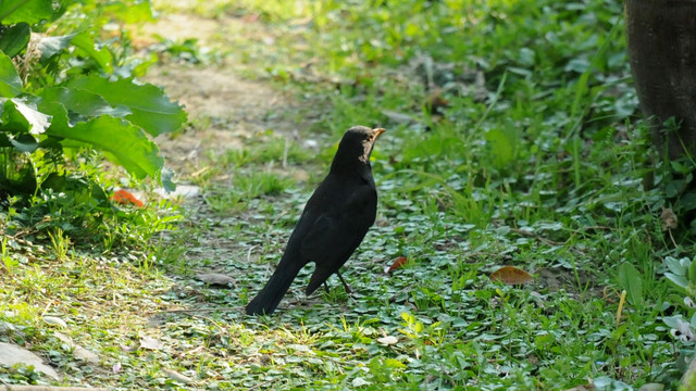 乌鸫