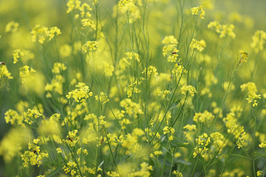 油菜花