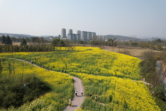 油菜花