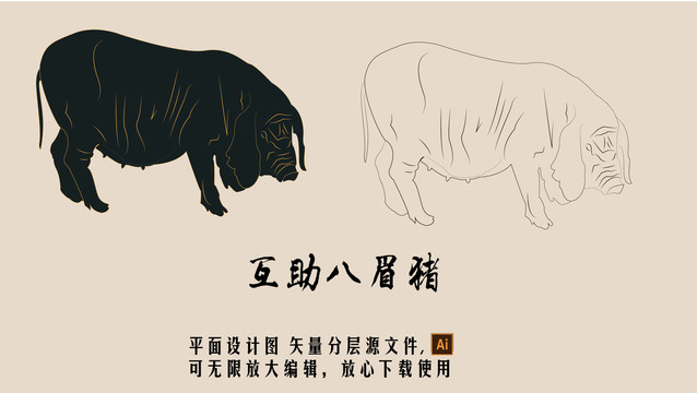 互助八眉豬