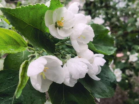 果树花树叶