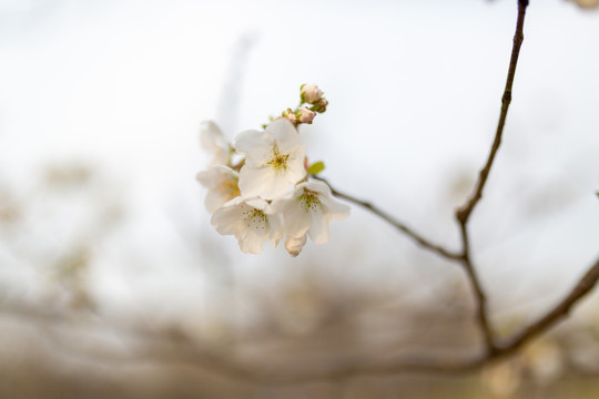 唯美白色樱花特写