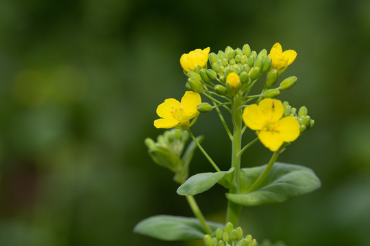 油菜花