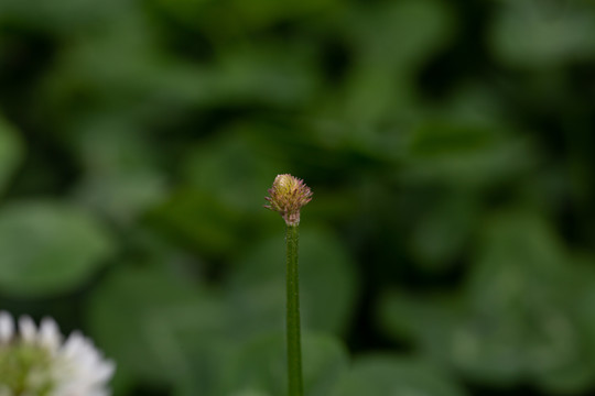 白车轴草花蕾