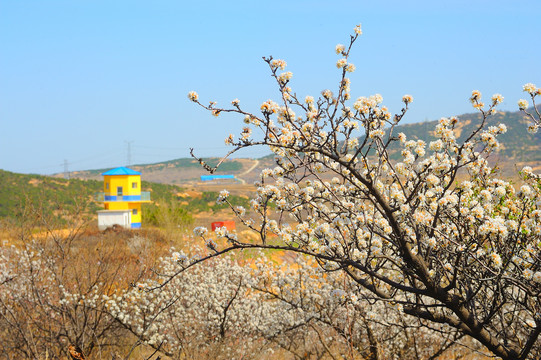 农场春景