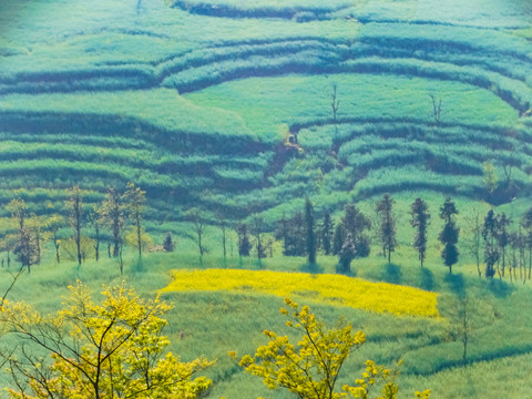 田野風(fēng)光