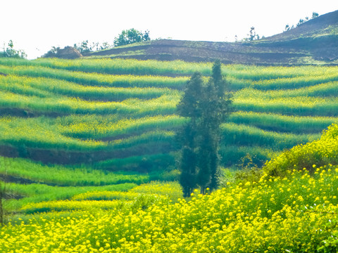 高山梯田