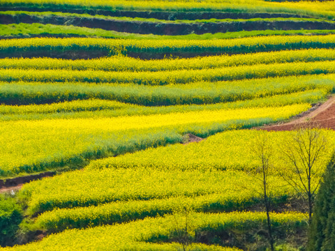 高山油菜花