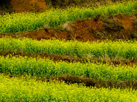 高山油菜花