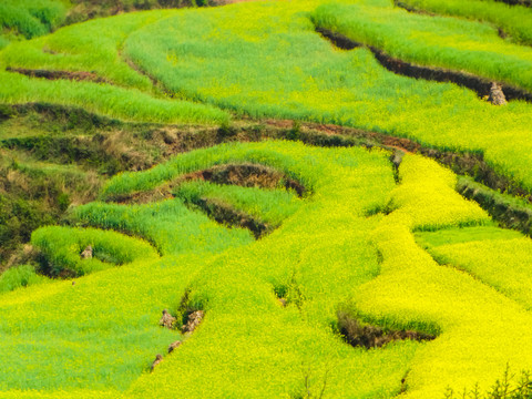 高山油菜花