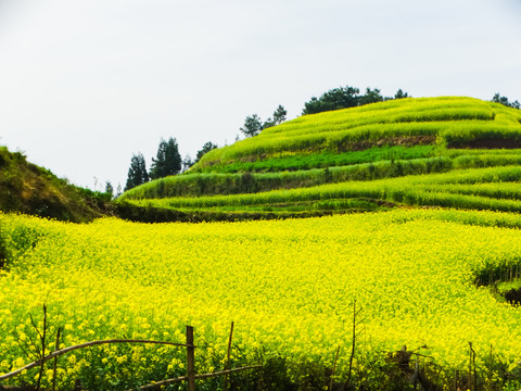 高山田园风光