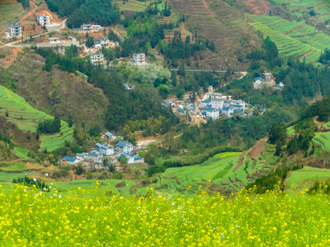 高山油菜花