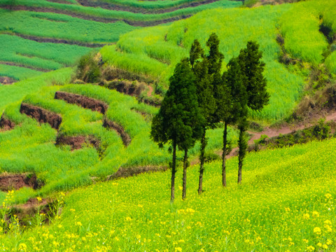 高山油菜花