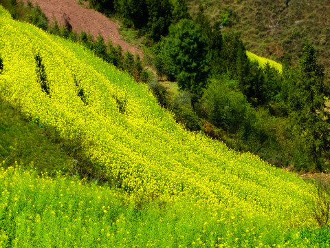 高山油菜花