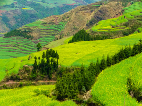 高山油菜花