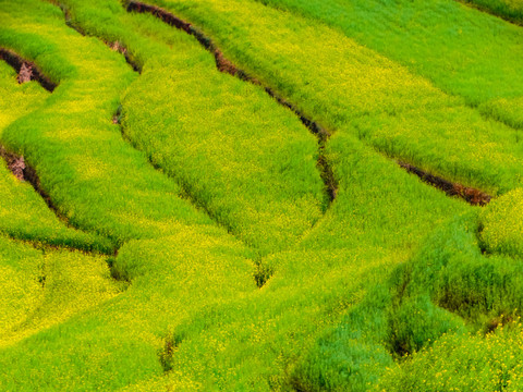 高山油菜花