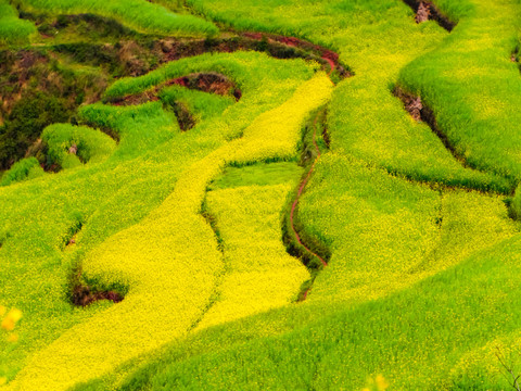 高山油菜花