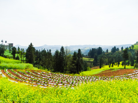 高山油菜花