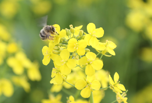 油菜花蜜蜂