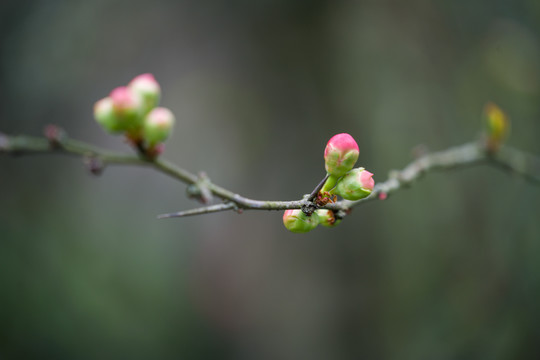 海棠花