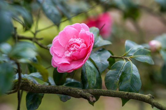 茶花