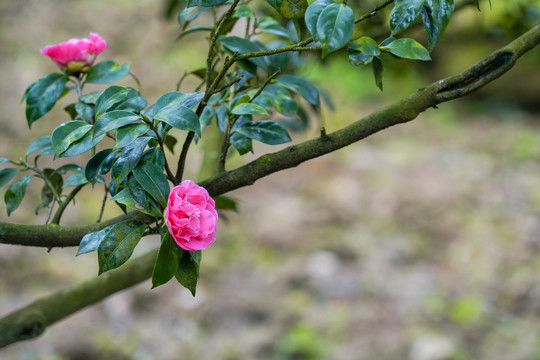 茶花