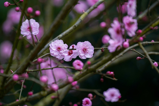 梅花树