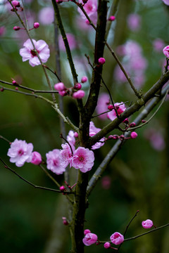 梅花树