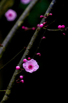 梅花树