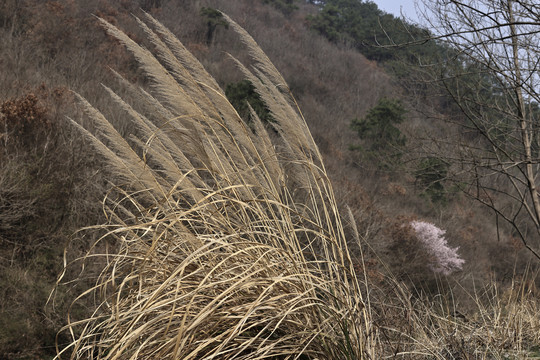 芦苇素材