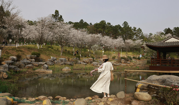 樱花背景