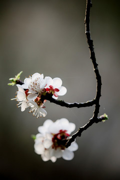 老枝樱花