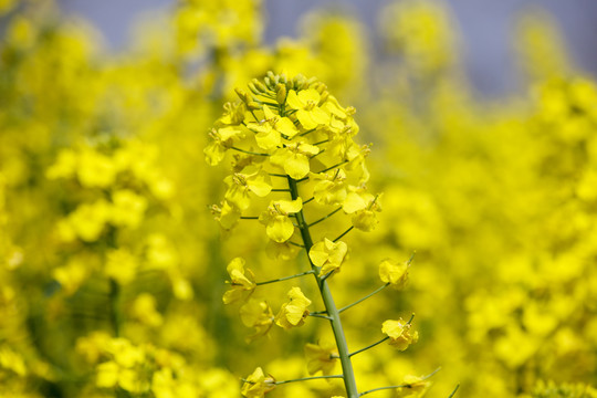 油菜花