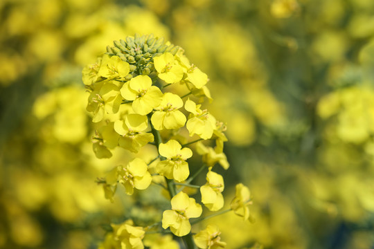 油菜花