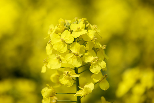 油菜花