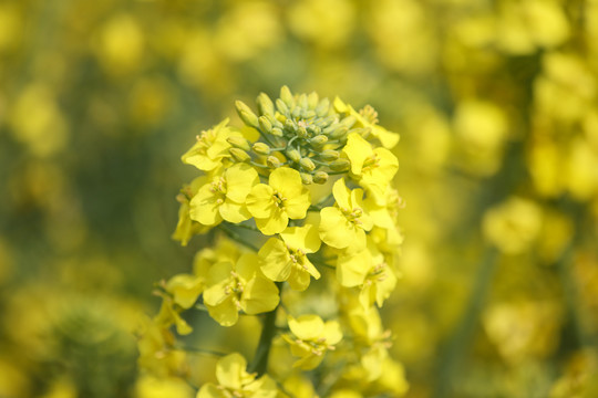 油菜花