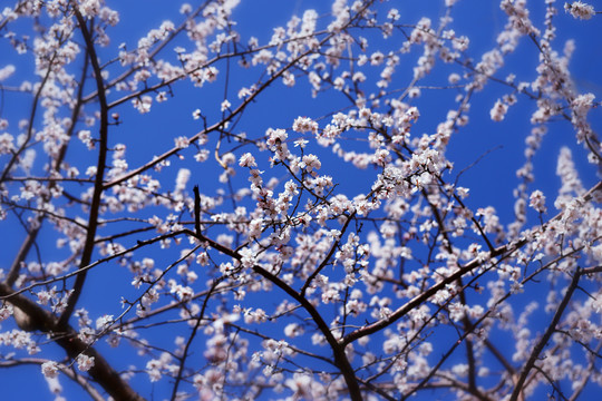 春暖花开