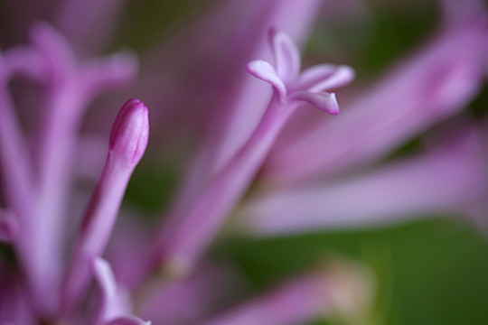 花局部特写