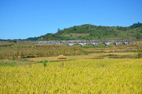 山区稻田