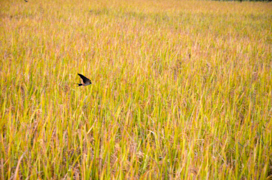 稻田上的燕子