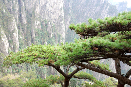 黃山