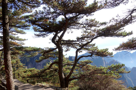 黃山