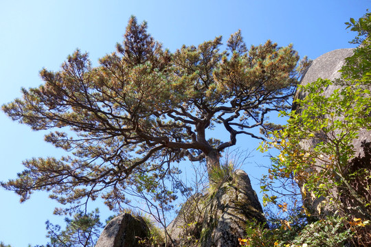 黄山