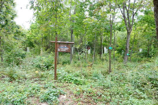 长白山东北亚植物园