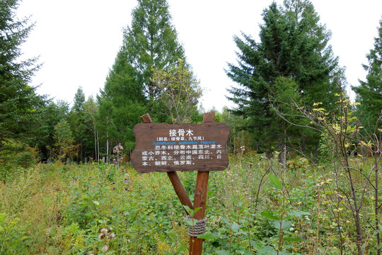 长白山东北亚植物园