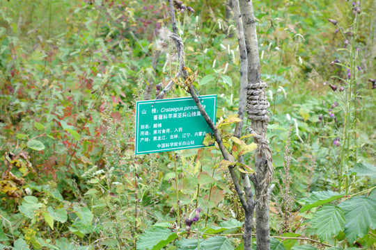 长白山东北亚植物园