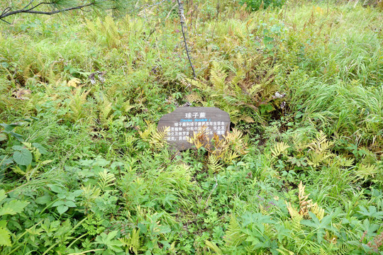 长白山东北亚植物园