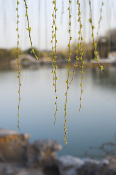 春天春芽