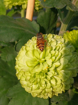 菊花与蜜蜂